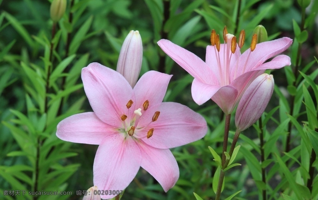 粉色 清新 百合花 百合 粉色百合 清新百合 粉色花朵 清新花朵 鲜花 花朵 花卉 花瓣 花田 花枝 花丛 花海 植物 生物世界 花草