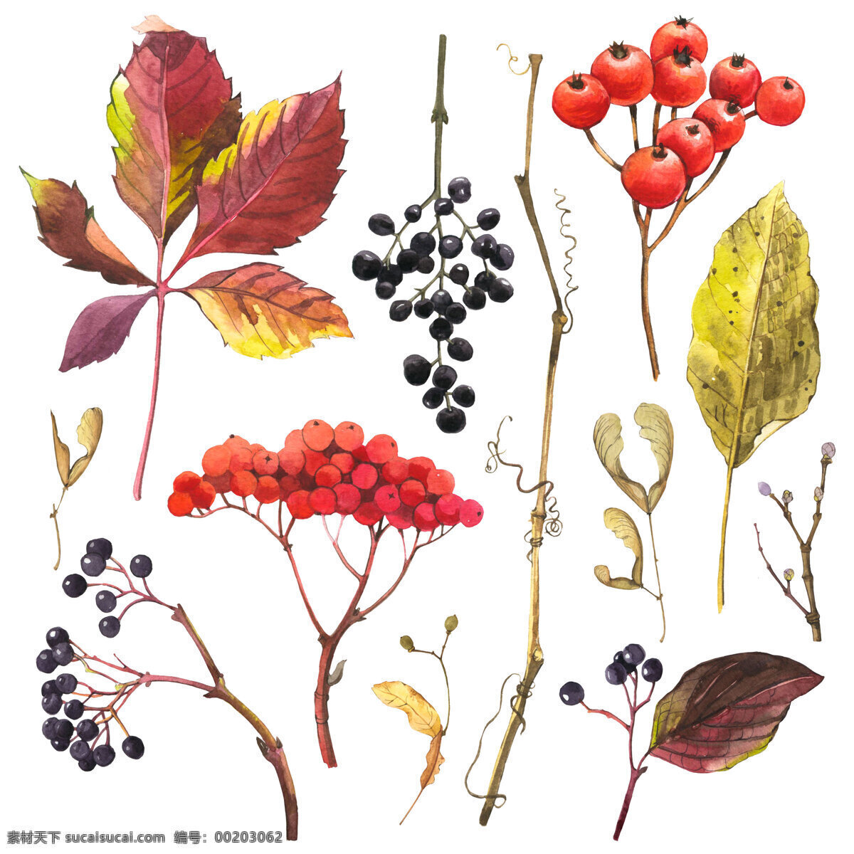 水彩 绘 枫叶 果实 秋天 水彩绘 手绘 植物 文化艺术 绘画书法