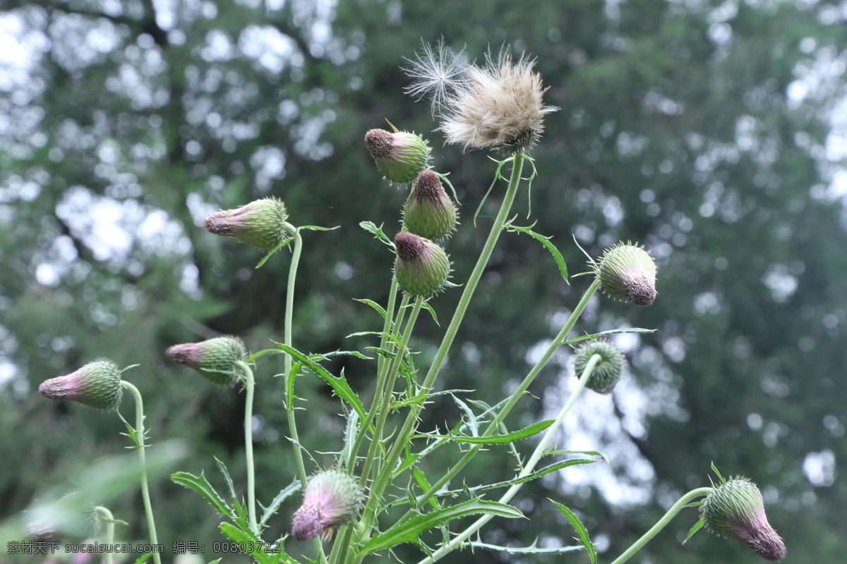 烟管蓟 大蓟 菊科植物 花卉 花朵 花瓣 草花 绿化景观 植物 花儿 花蕊 观赏花卉 花卉大观园 生物世界 花草