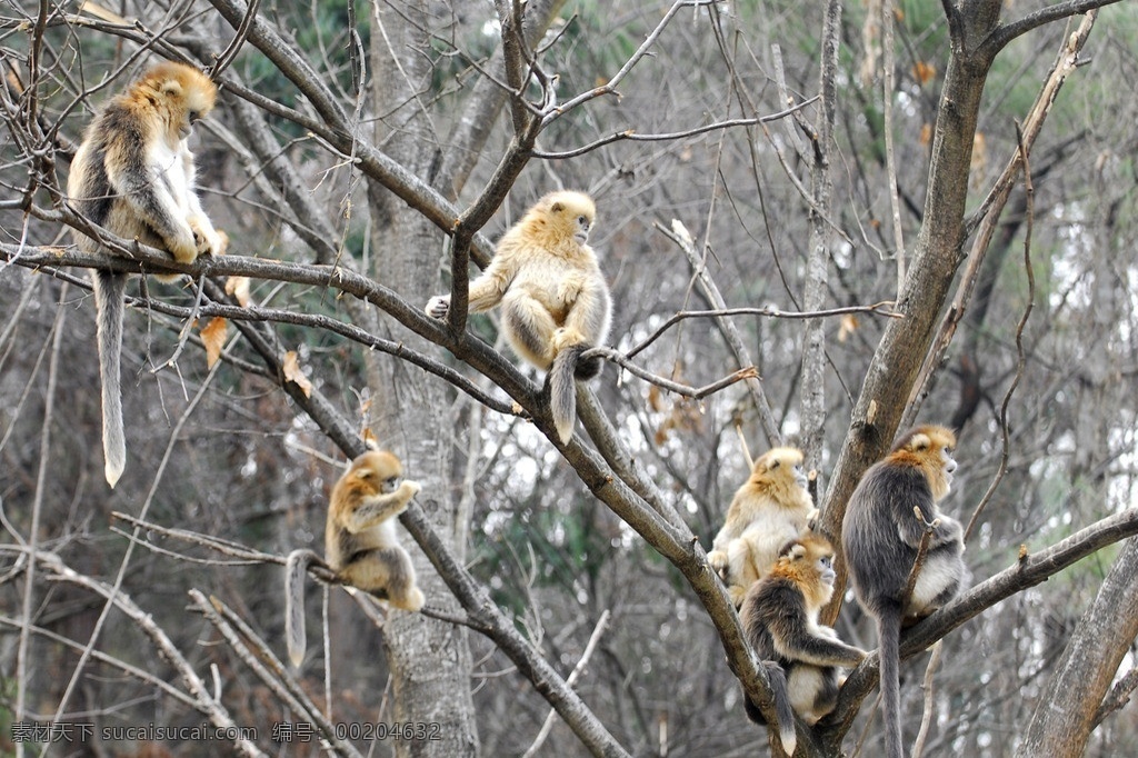 金丝猴 摄影图 金丝猴摄影 唐家河金丝猴 唐家河 野生动物 生物世界