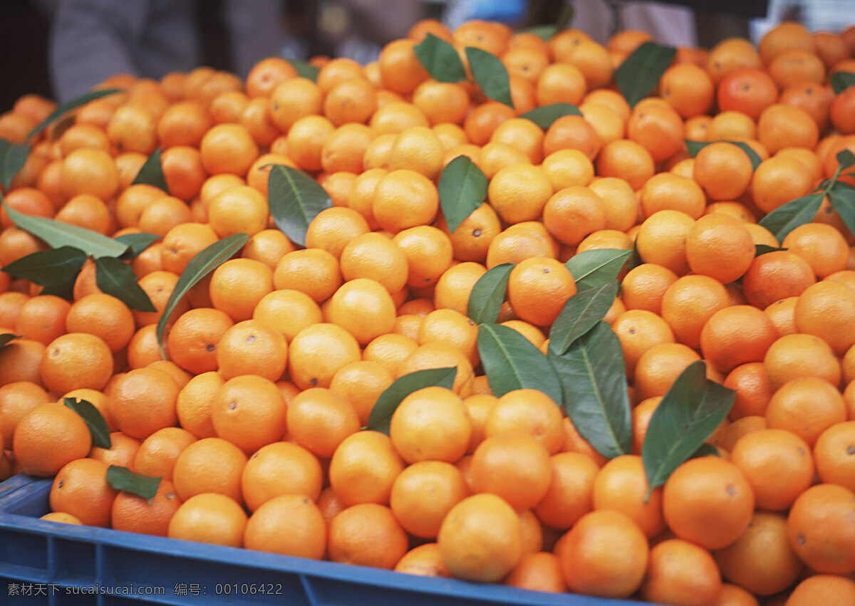 新鲜柑橘 柑橘 橘子 水果 橙色