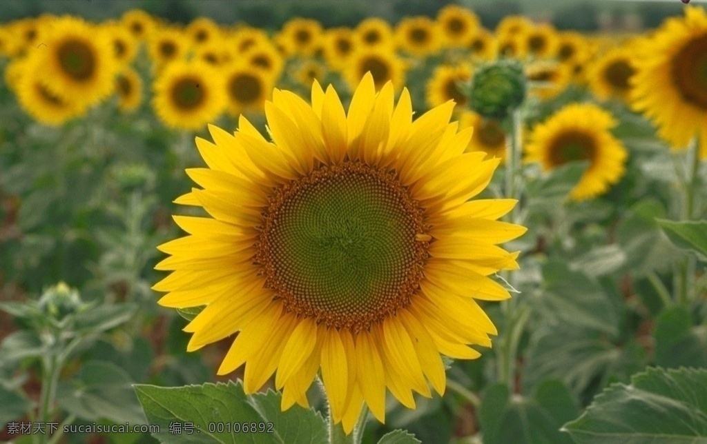 向日葵 花草 黄色 丰收 喜悦 花卉 百花争艳 生物世界