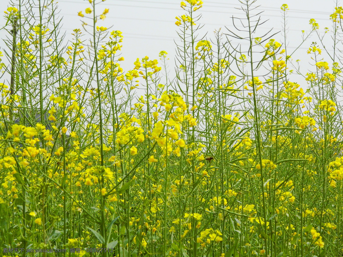 油菜花 花草 绿叶 生物世界 黄色油菜花 植物拍摄 春天季节 psd源文件