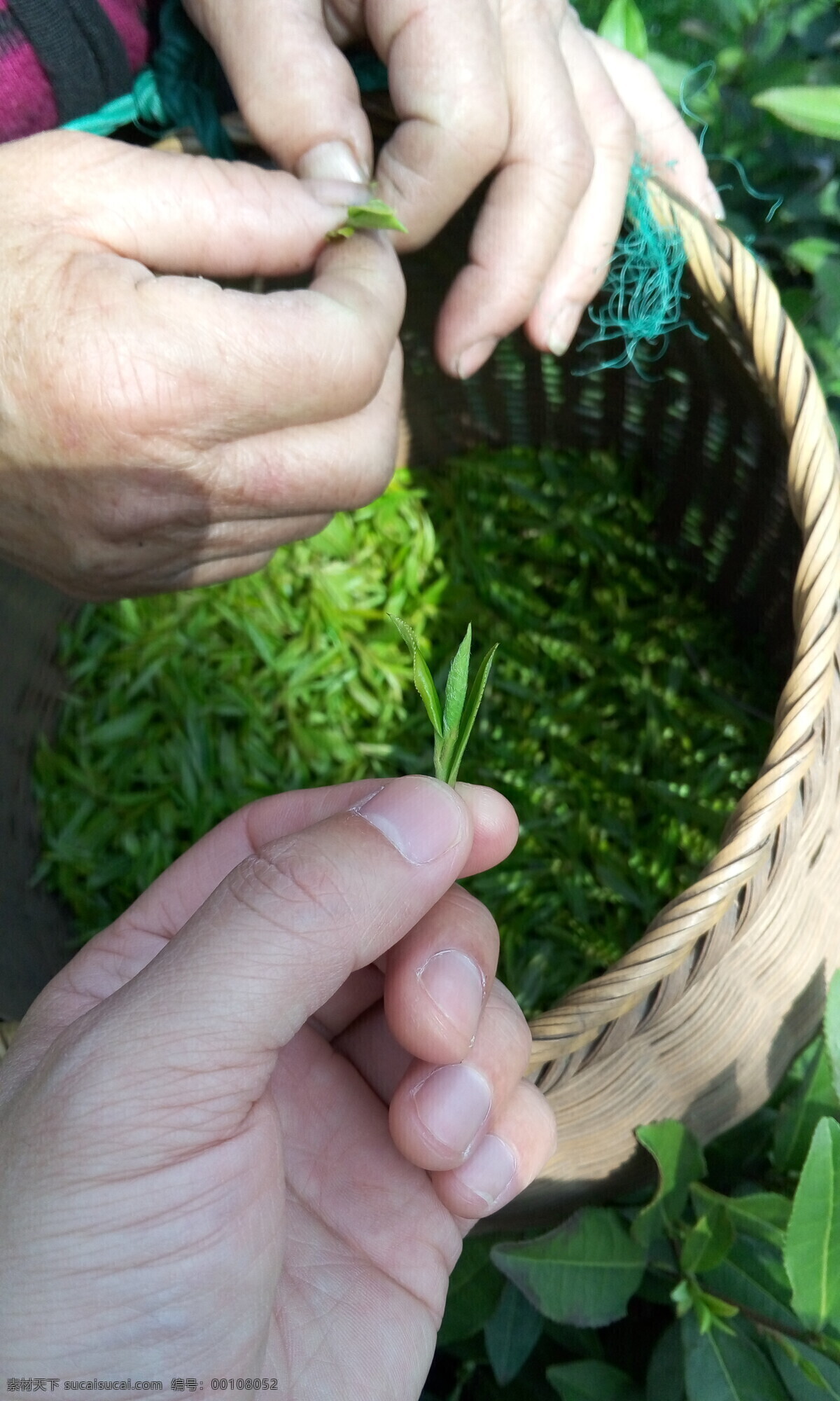 采茶 龙井 明前茶 茶叶细节 纤毫 生活百科 生活素材