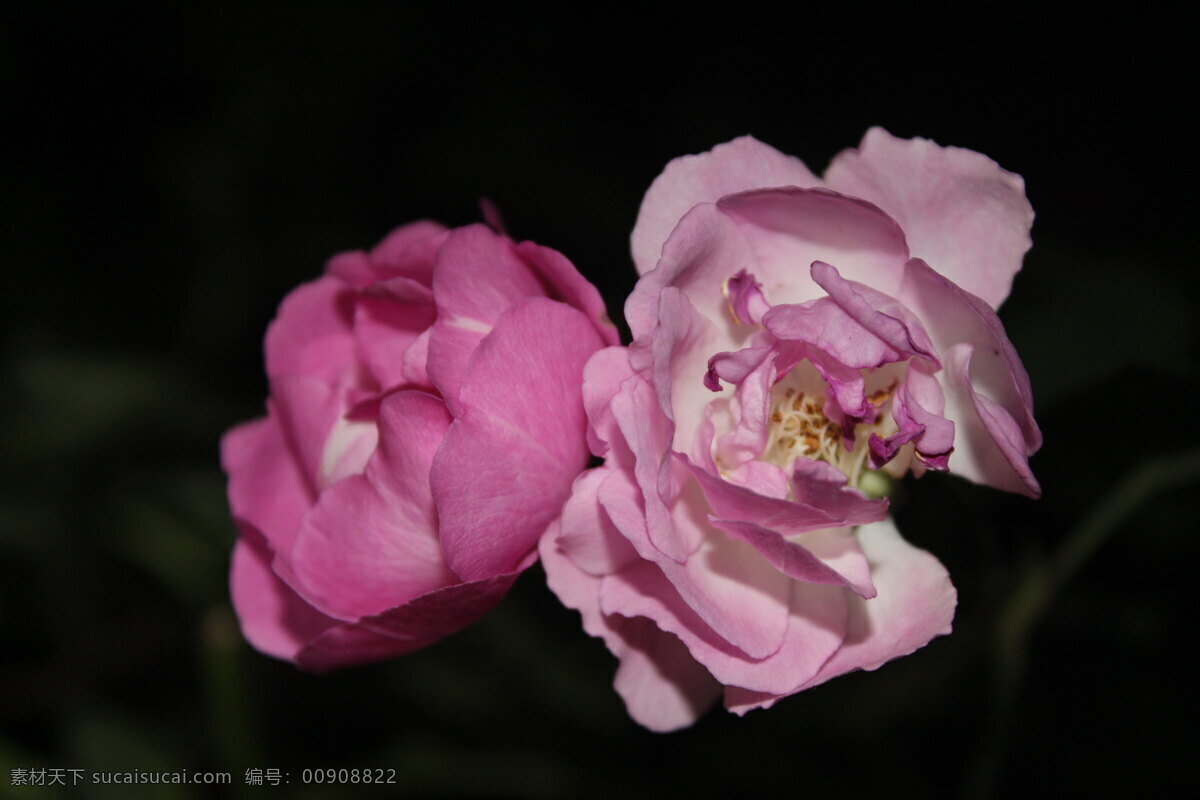 花 花草 花卉摄影 花卉素材 生物世界 月季 月季花 春季花卉 草本花卉 夜色花卉 景观花卉 psd源文件
