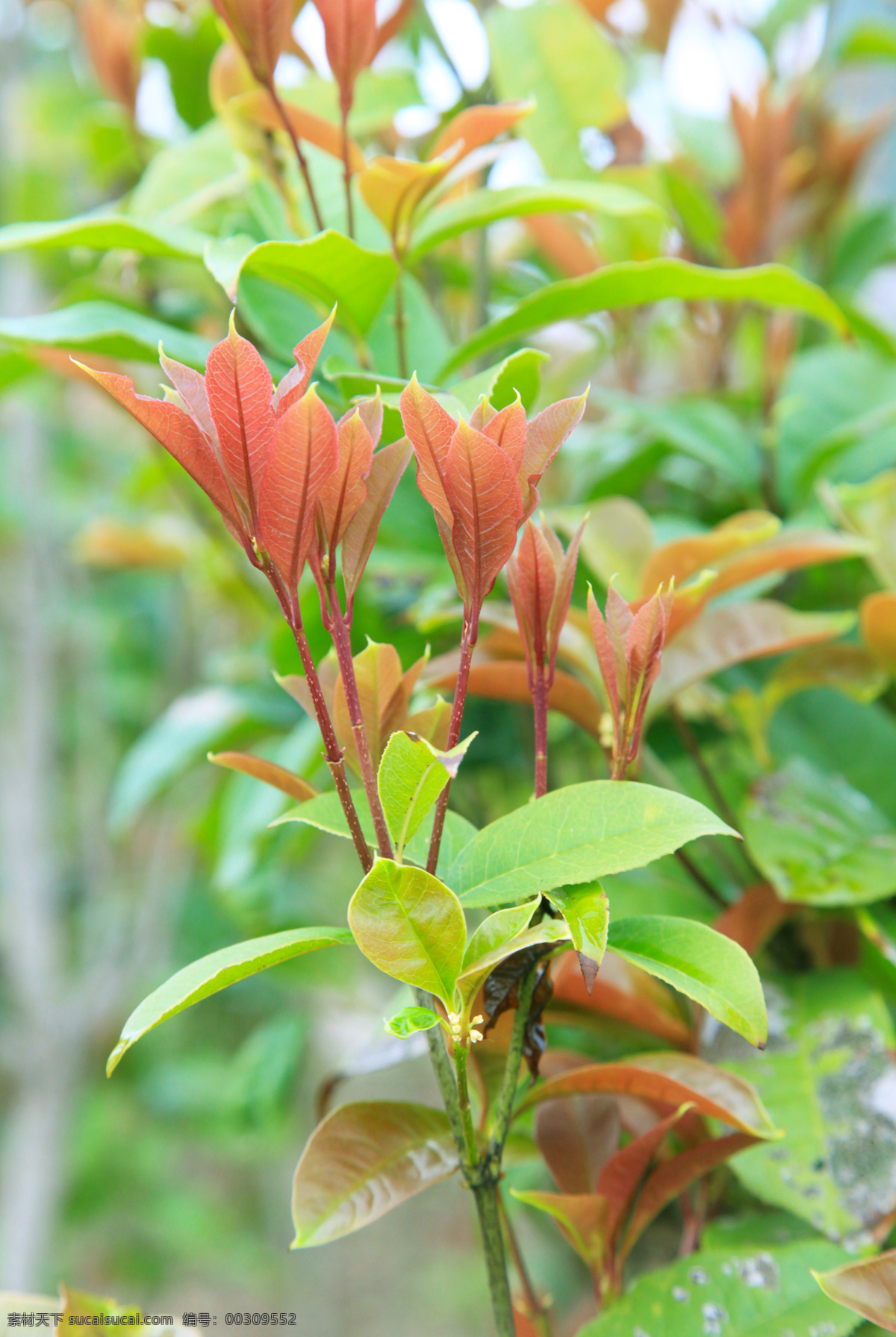 桂树 桂花树 花 木犀 岩桂 月桂 生物世界 树木树叶 绿色