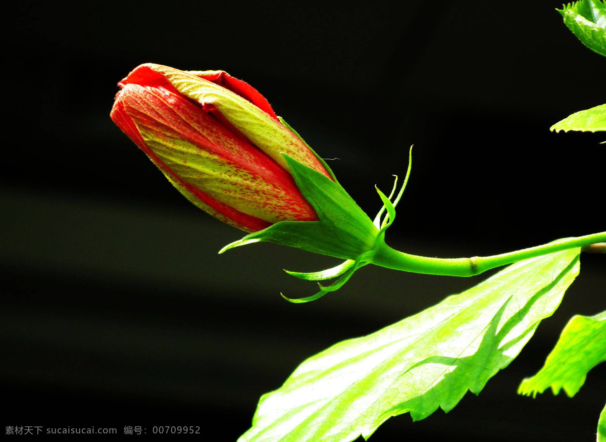 橙色木槿花