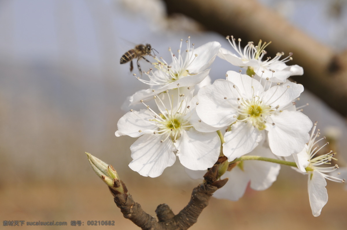 梨花 蜜蜂 梨花树 梨花特写 梨花盛开 梨花素材 生物世界 花草