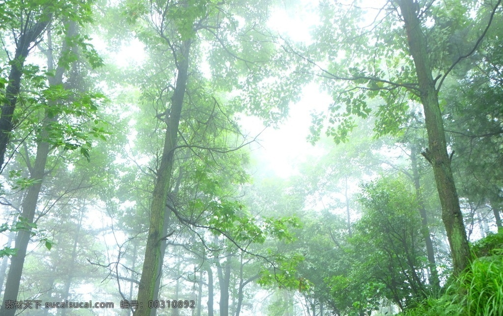 风景 森林 绿色背景 绿色风景 绿色 绿叶 树叶 公园 旅途 绿色素材 森林素材 迷雾中的森林 生物世界 树木树叶