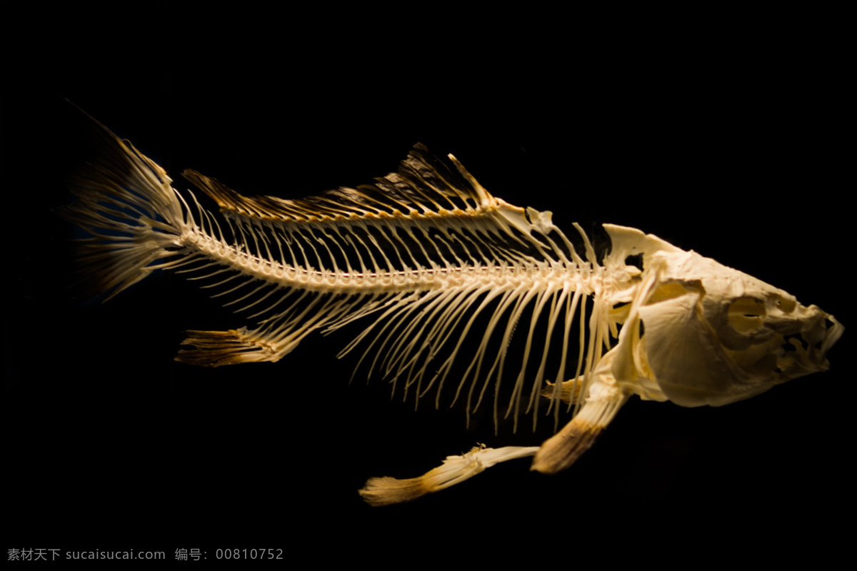 鱼骨头 高清 鱼 生物世界 鱼类