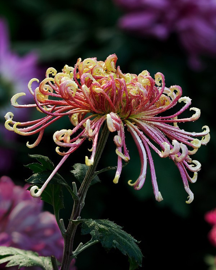 位图 植物摄影 植物 花卉 免费素材 面料图库 服装图案 黑色