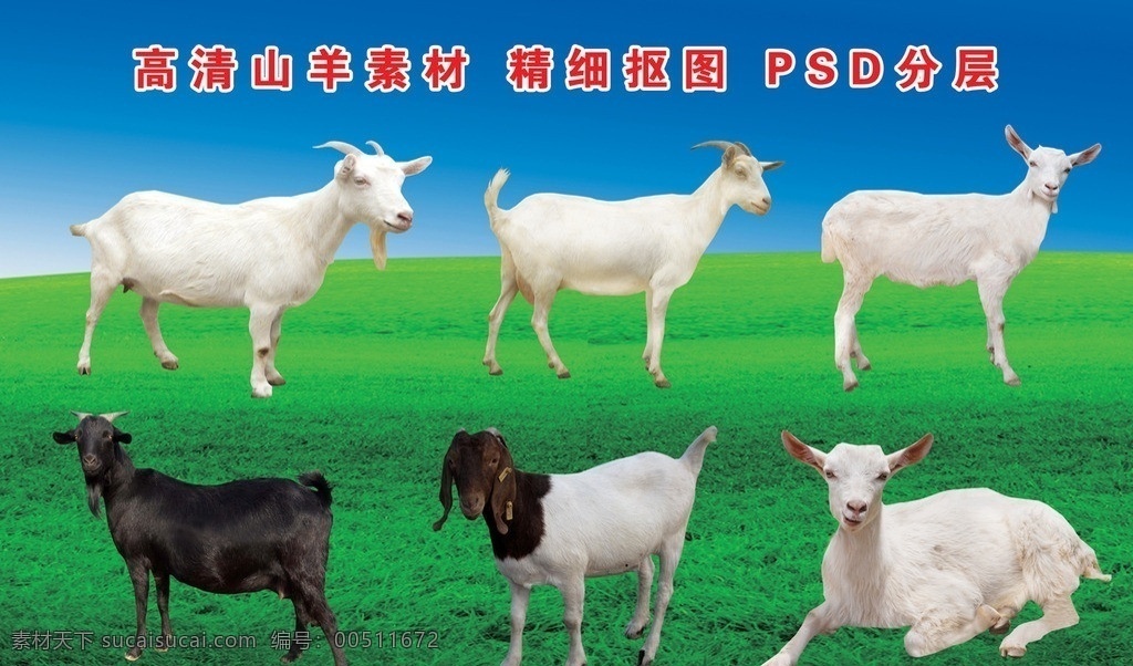 羊 山羊 羊素材 白羊 黑羊 波尔山羊 马头山羊 小羊 黑山羊 公羊 母羊 高清 分层 国内广告设计 广告设计模板 源文件