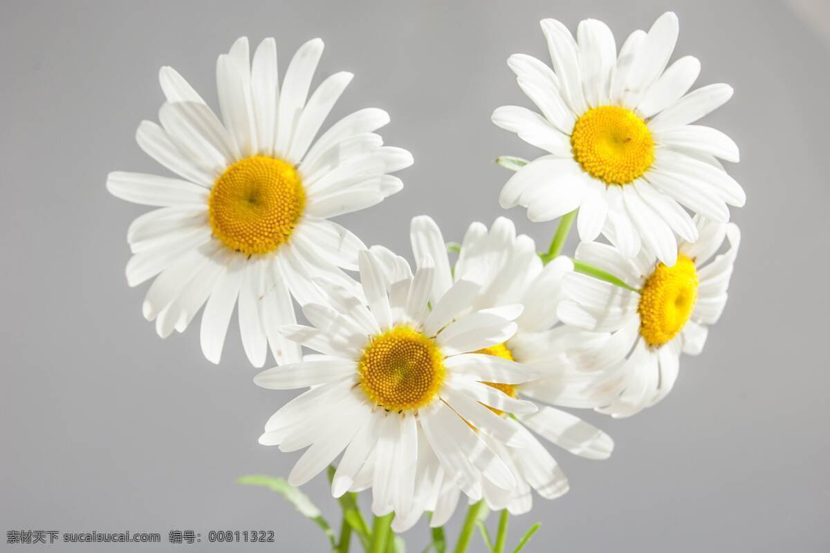 白色菊花 菊花 鲜花 花卉 花语 花艺 园艺 花朵 花瓣 生物世界 花草
