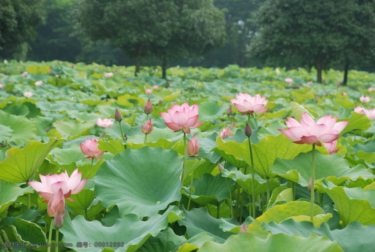 莲花 桂林 大榕树下 荷叶 粉红色 绿树 花草 生物世界