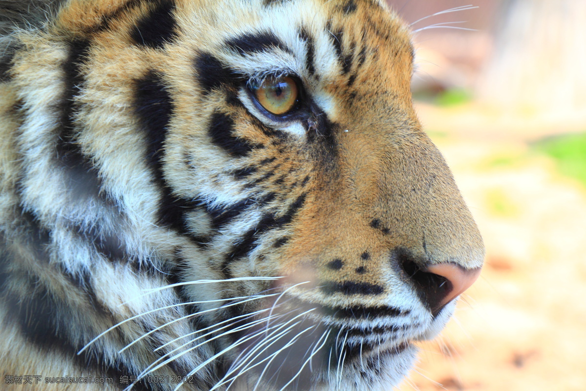 沈阳 动物园 老虎 动物 猛兽 生物世界 野生动物