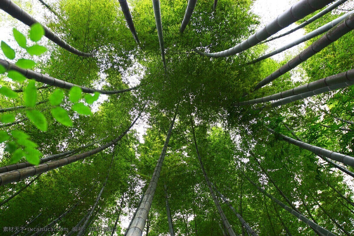 竹子 翠绿竹子 一片竹林 竹林遮天 苍天大树 竹林茂密 自然景观