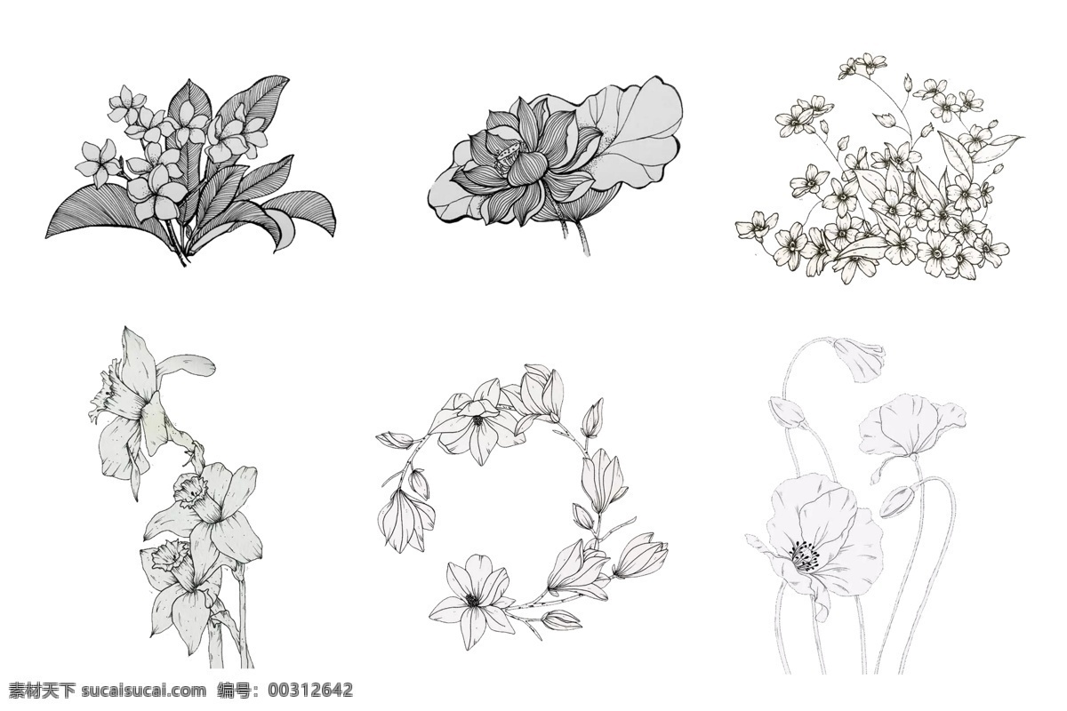 植物 玫瑰 素描 花朵 菊花 鲜花 动漫动画