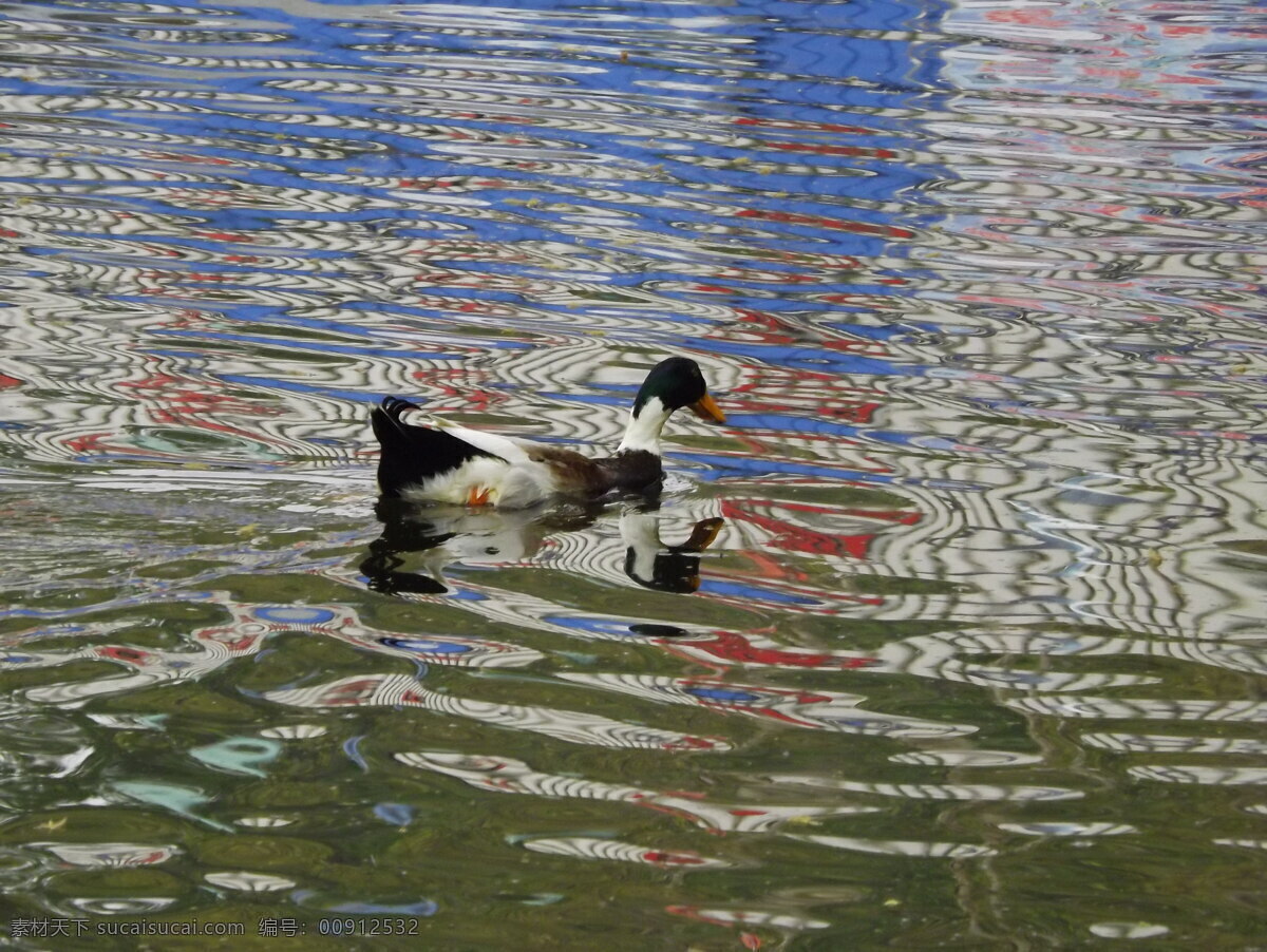 春水免费下载 春天 花草 涟漪 生物世界 水面 春水 宝鸡 水禽 psd源文件