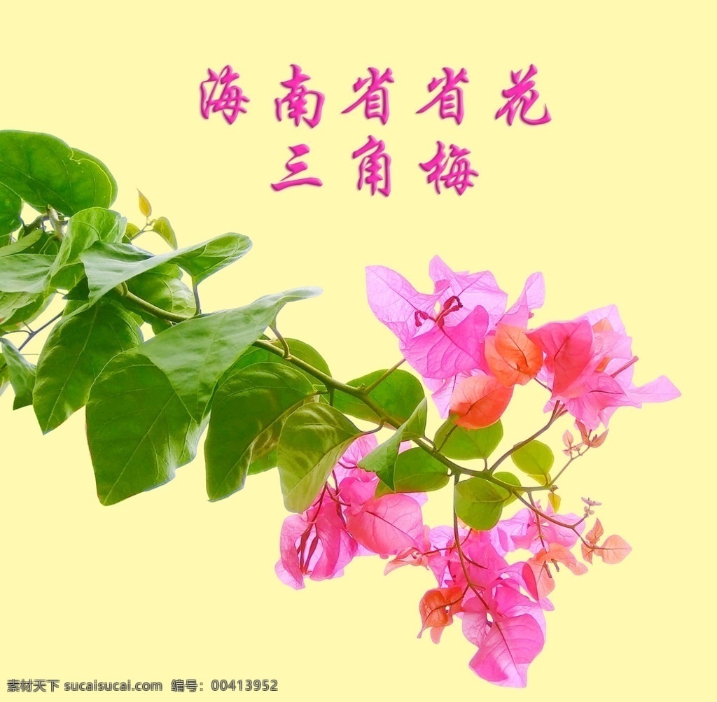 海南三角梅 海南省省花 三角梅 三亚三角梅 最美三角梅 花朵 底纹边框 花边花纹