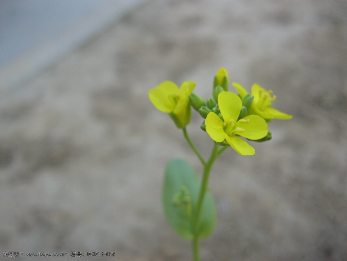 油菜花 踏青 田园风光 自然景观 清明节 傻瓜相机 原阳 psd源文件