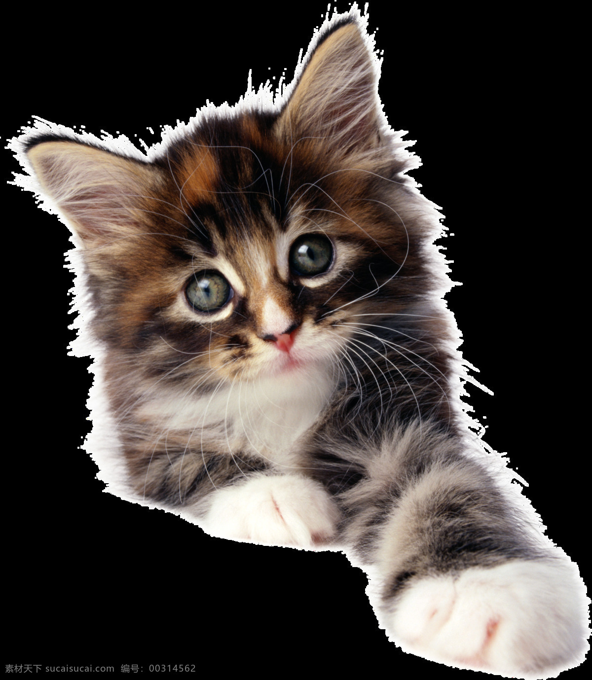 可爱 动物 小 猫咪 可爱动物 小猫咪 猫 呆萌小猫咪 图案 哺乳动物 宠物 生物世界