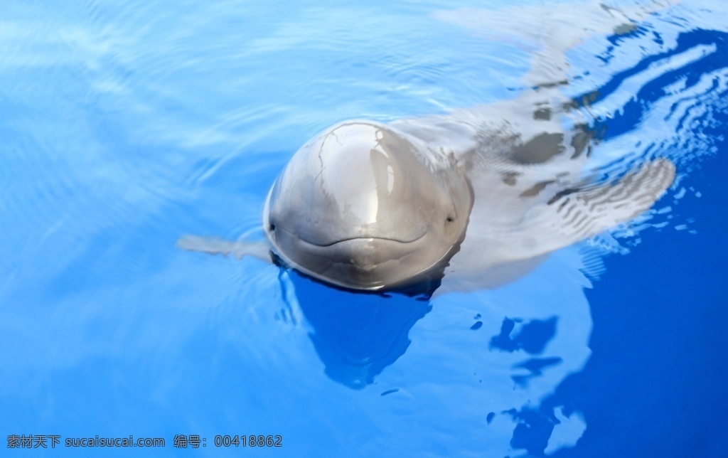 海豚 哺乳动物 海洋 海洋馆 可爱 聪明 张望 大海 生物世界 海洋生物