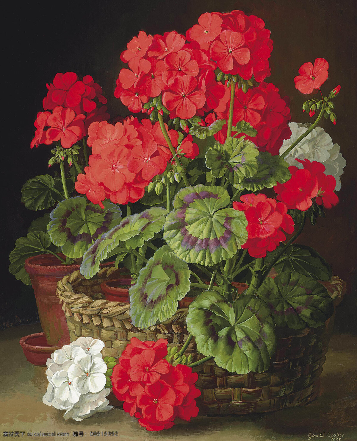 杰拉尔德 库柏 作品 英国画家 天竺葵 盆栽植物 盛开 19世纪油画 油画 文化艺术 绘画书法