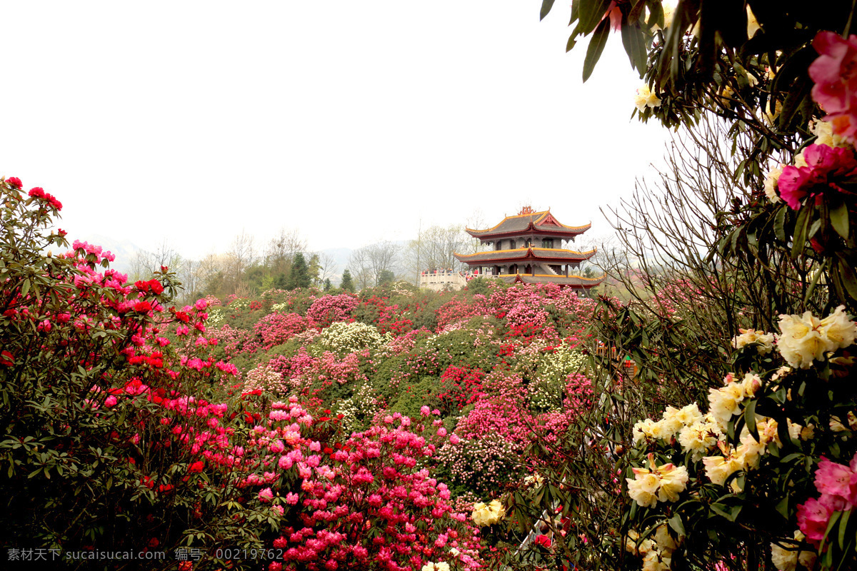 贵州 毕节 百里杜鹃 金坡 杜鹃 花海 自然景观 风景名胜