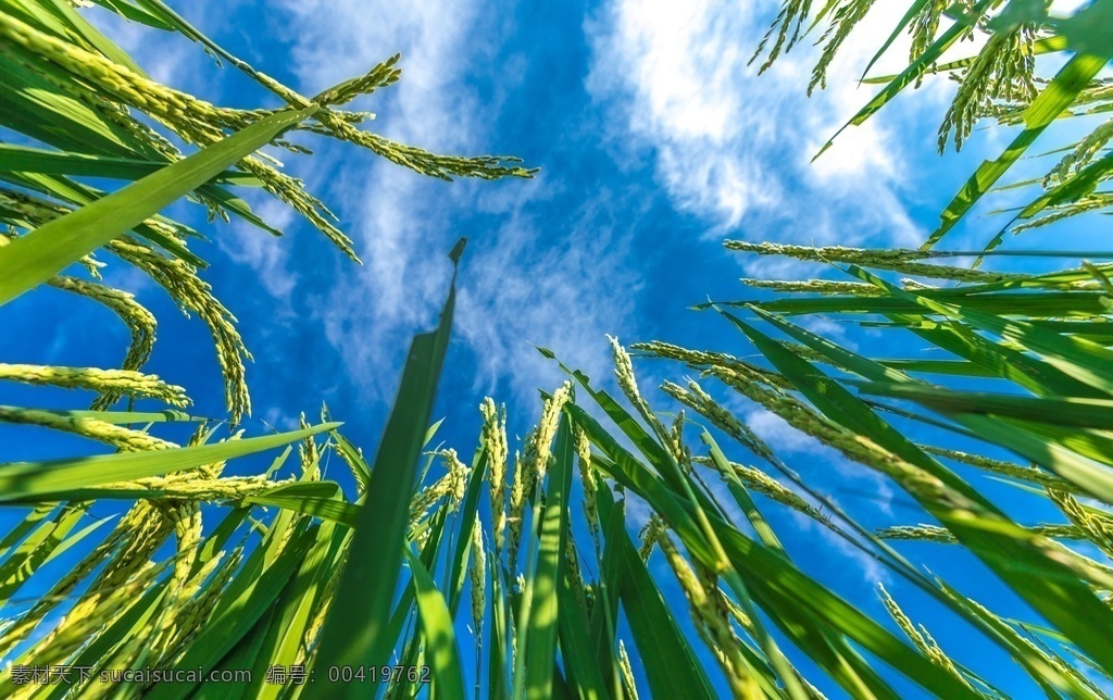 禾苗 谷穗素材 绿地素材 丰收素材 水稻 摄影图库 自然景观 田园风光