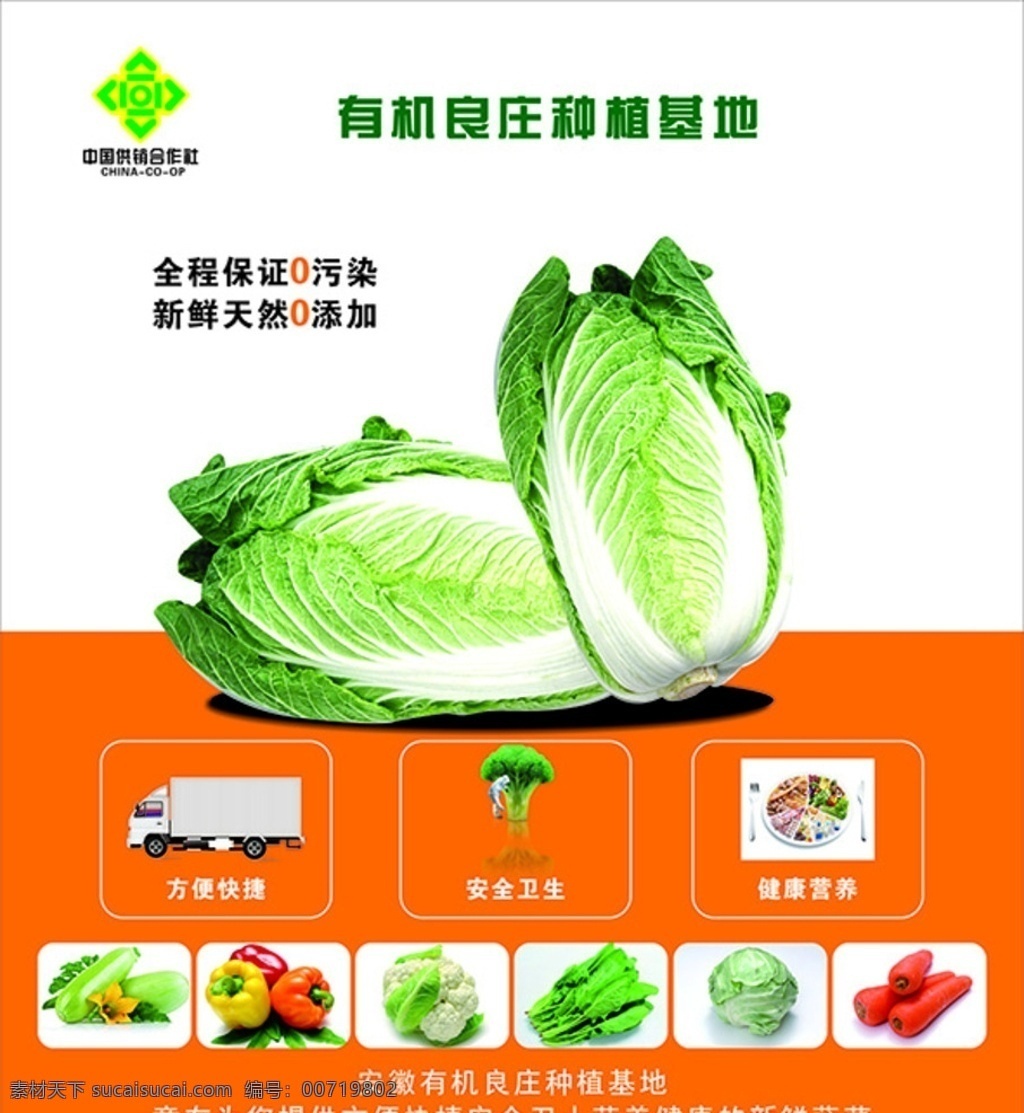 白菜 运输 新鲜 安全 青菜 蔬菜 招贴设计