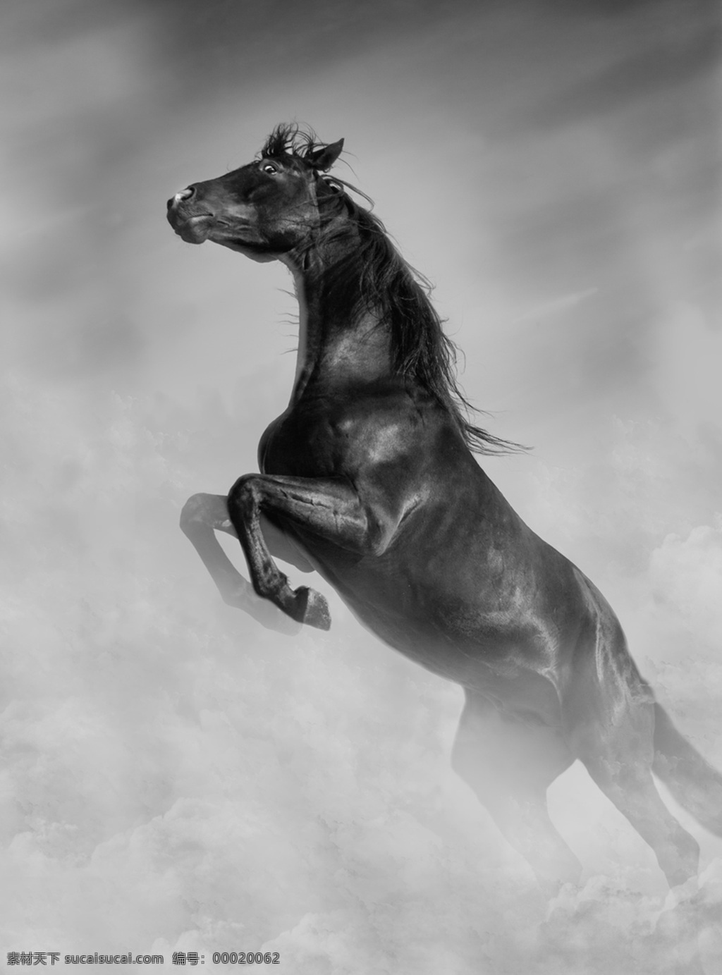 黑马 奔跑 朦胧 黑毛 跳起 生物世界 野生动物