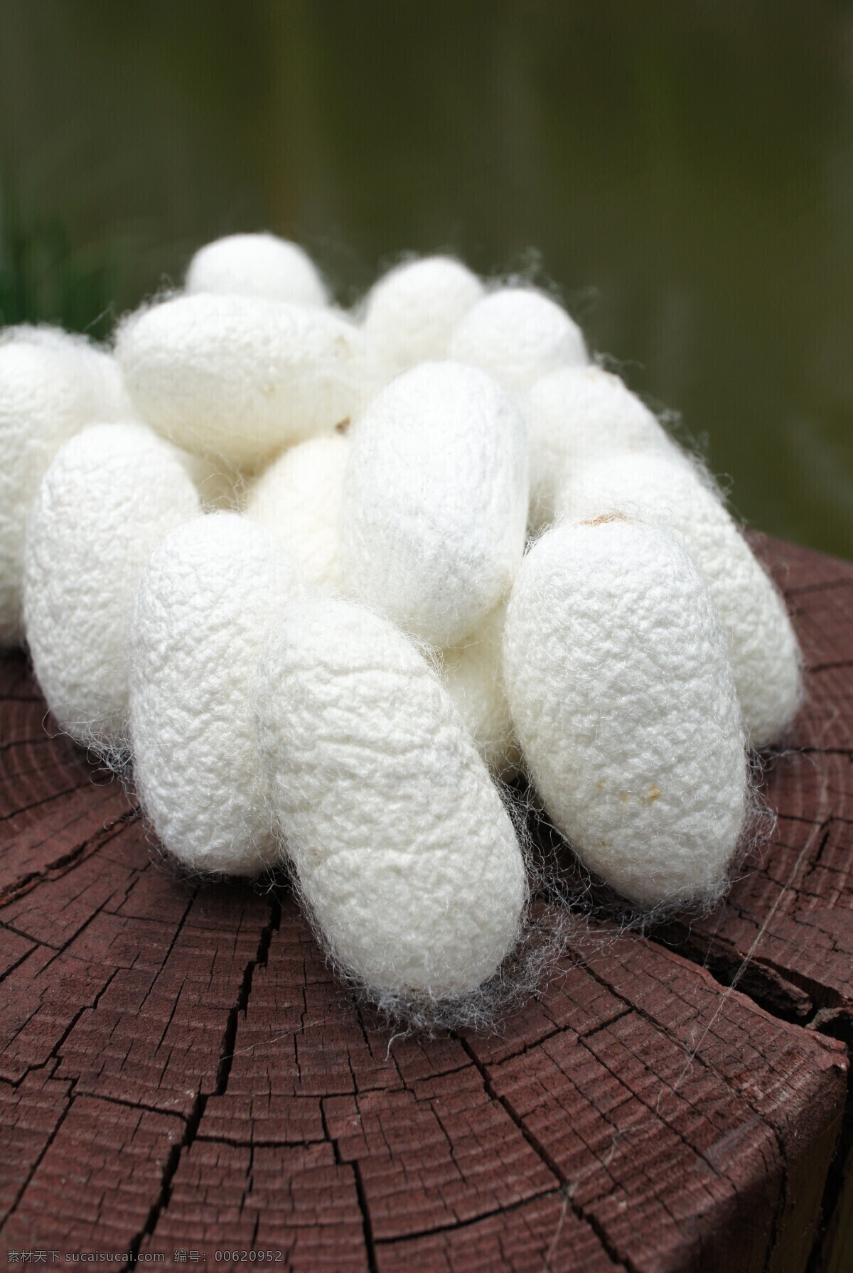 蚕茧 蚕蛹 蚕丝 真丝 桑蚕 蚕宝宝 家纺 家居 纤维 昆虫 生物世界