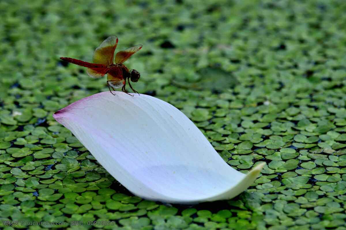 蜻蜓 池塘 荷花 花瓣 昆虫 生物世界 水藻