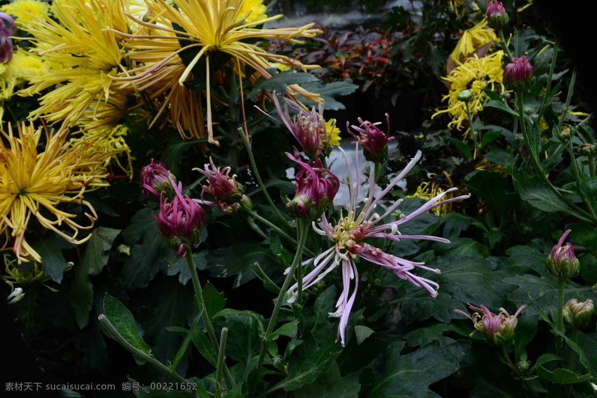 雨后秋菊 秋天 雨后 菊花 娇艳 欲滴 白似雪 粉似霞 黄赛金 端庄 生物世界 花草