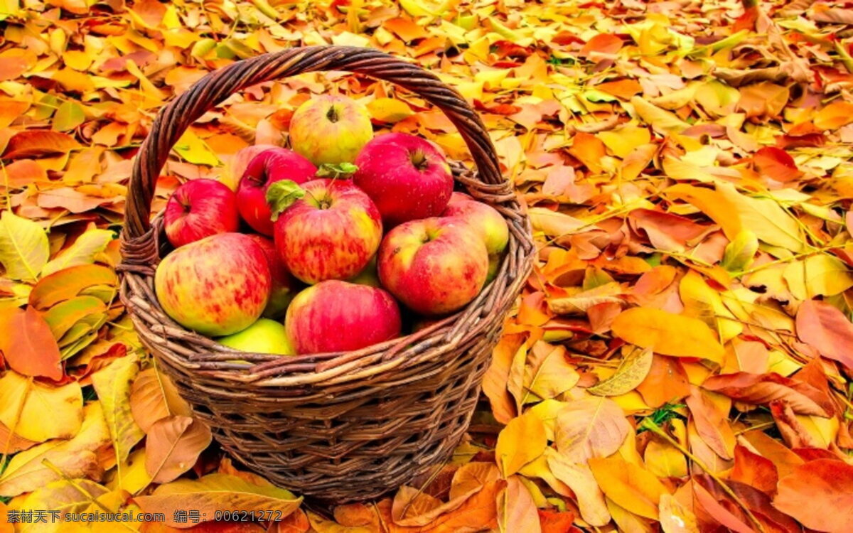 一篮新鲜苹果 红苹果 新鲜苹果 落叶 黄色叶子 篮子 一篮 新鲜 苹果 成熟果实 成熟水果 新鲜水果 食材 美食 食品 食物 小吃 粮食 零食 美味 好味道 可口 生物世界 水果