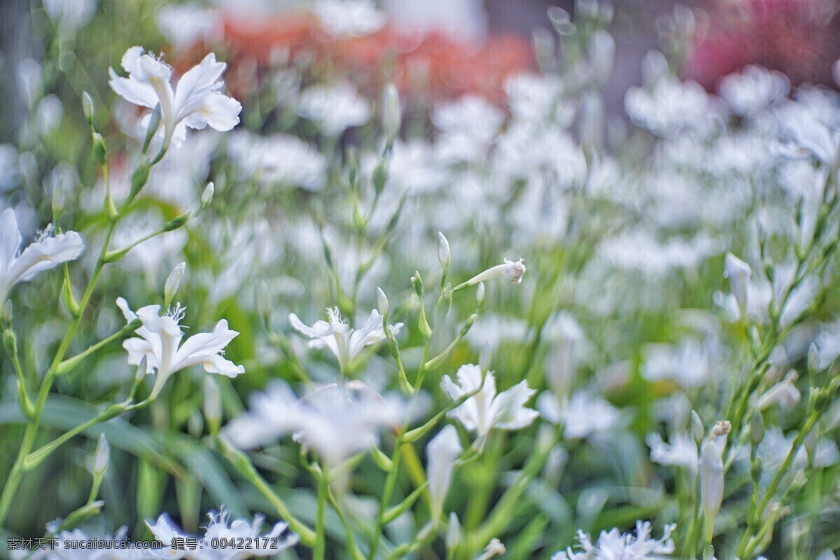 花儿 花 春之声 春天 草地 鲜花 百合 生物世界 树木树叶
