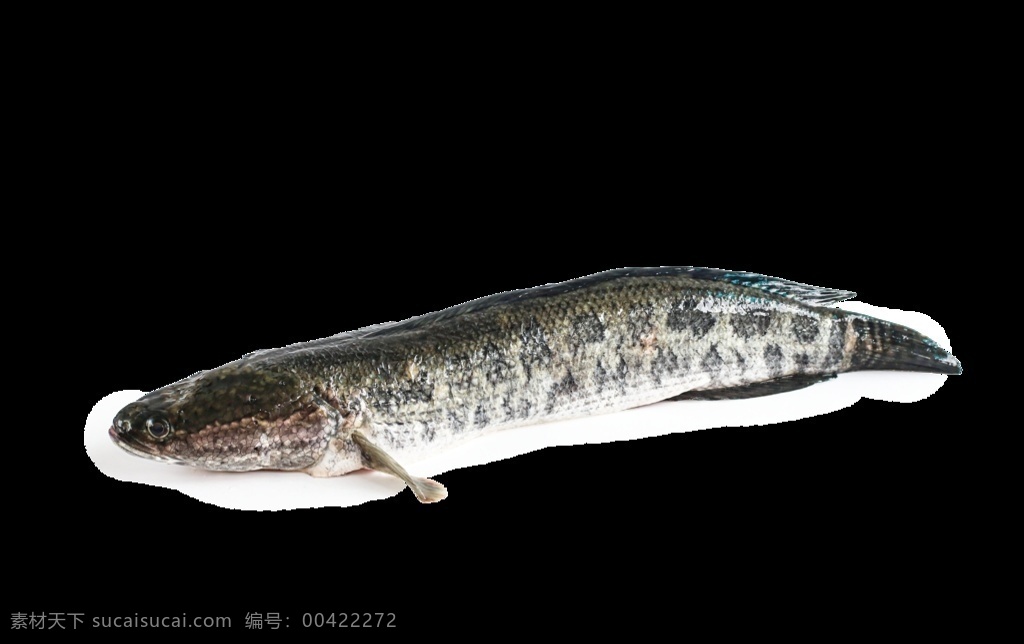 河鱼 黑 鱼汤 活 鱼水 产 生鲜 免 扣 图 摄影图 河鲜 白底 透明底 生物世界 鱼类