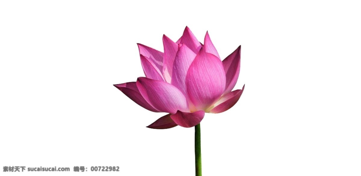 朵 紫红色 莲花 免 抠 透明 荷花 图形 荷花元素 荷花海报图片 荷花广告素材 荷花海报图