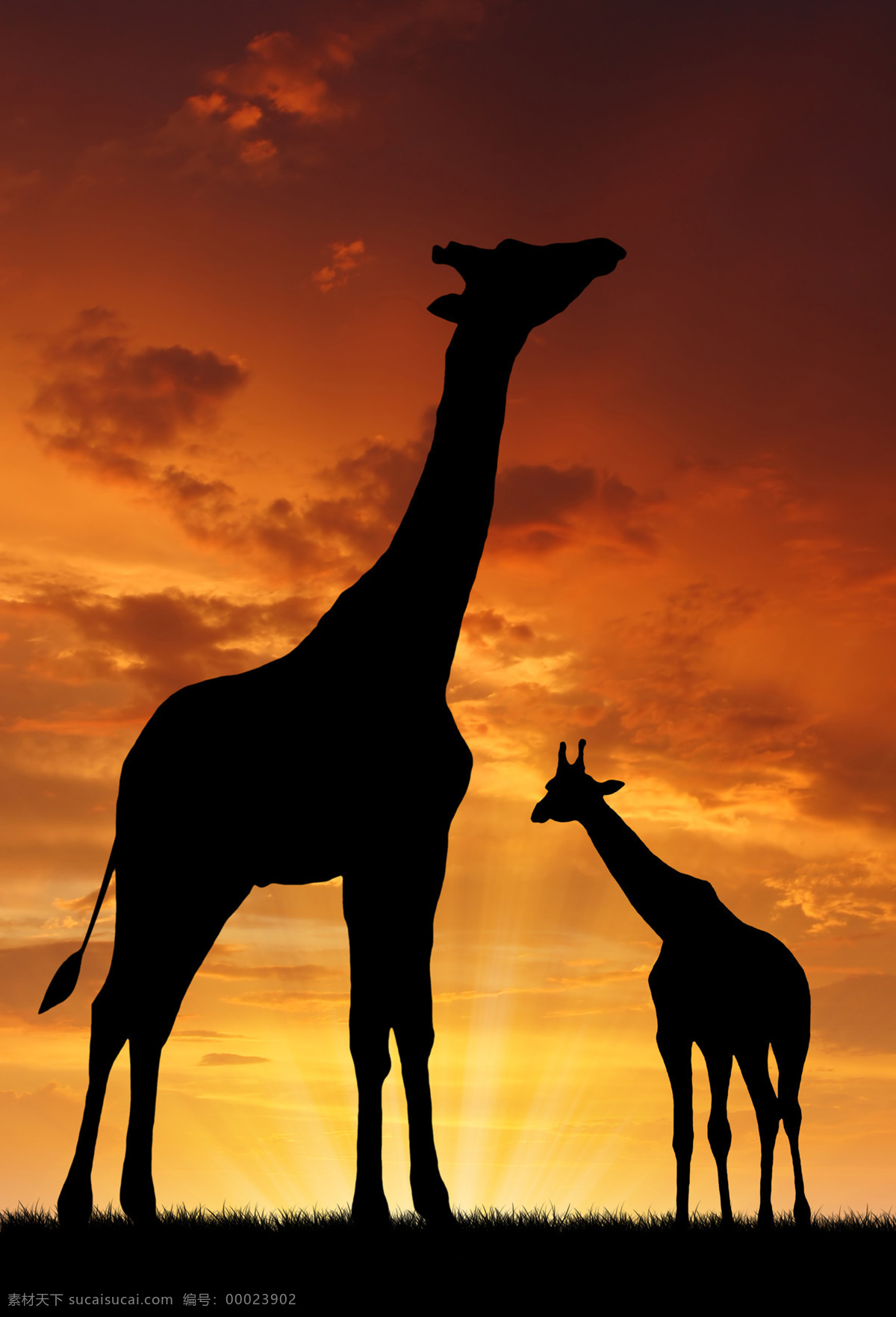 非洲 草原 上 长颈鹿 非洲草原风景 非洲动物 美丽风景 黄昏 动物剪影 陆地动物 生物世界