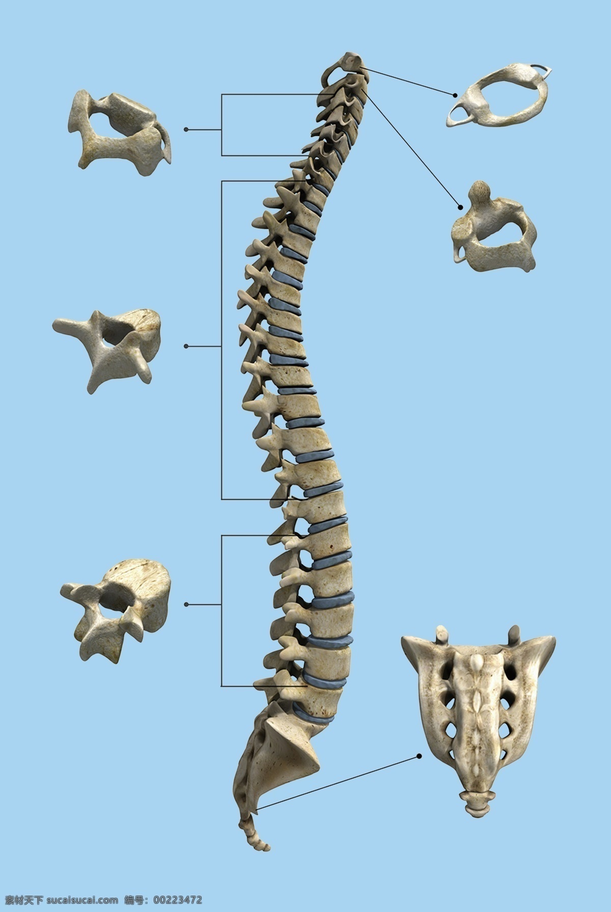 人体脊柱图 脊柱 脊椎 颈椎 腰椎 椎骨 其他素材 分层