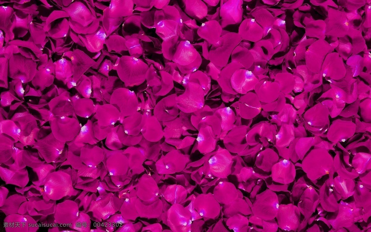 花瓣背景 花瓣 玫瑰花瓣 红花瓣 紫红花瓣 鲜花背景 分层 背景素材