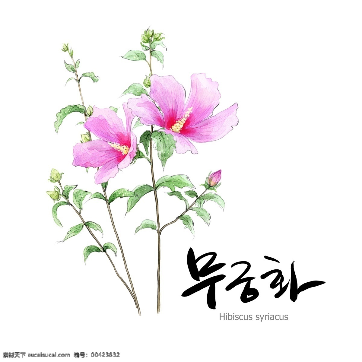 鲜花 手绘 春天 鼠绘 花 花朵 植物 高清 矢量 树 树叶 果园 花卉 素描 写真 底纹边框 花边花纹 手绘花儿 花纹图库 分层