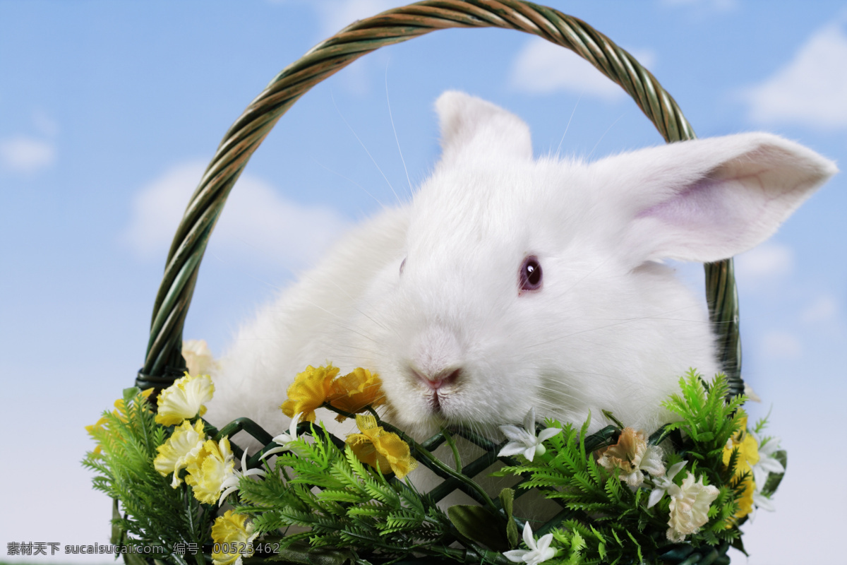 小白兔 兔子 白兔 小兔子 兔年素材 兔兔 可爱 宠物 可爱的兔子 兔年生肖素材 家禽家畜 生物世界