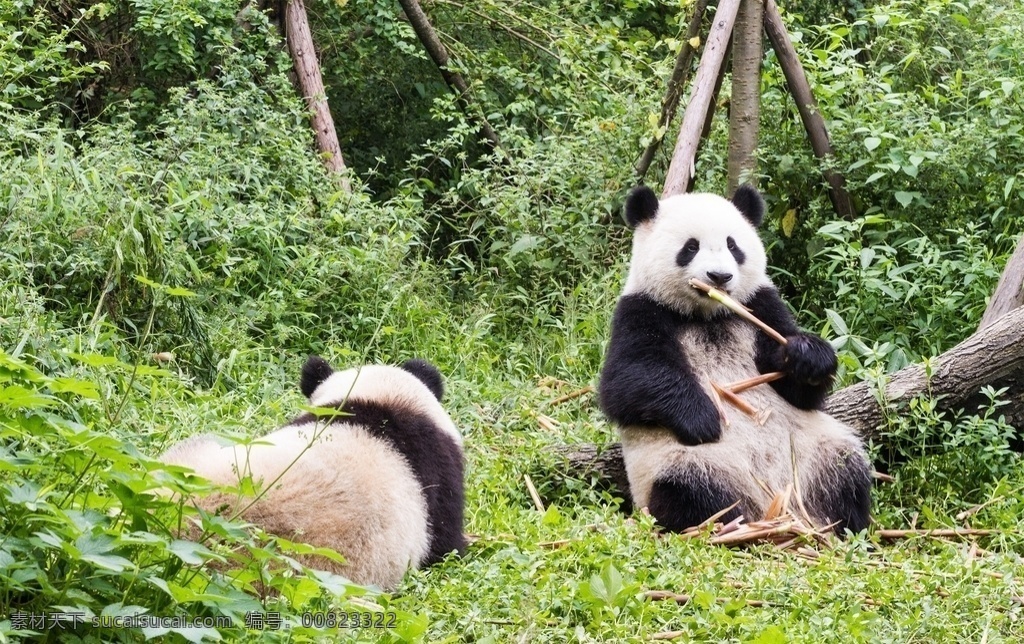 大熊猫图片 猫宝宝 可爱大熊猫 功夫熊猫 呆萌可爱熊猫 熊猫吃竹子 熊猫爬树 小熊猫 熊猫玩耍 国宝熊猫 草坪 大熊猫 熊猫 黑白 可爱 草地 哺乳 动物 野生 关注濒危 珍稀野生 生物世界 野生动物