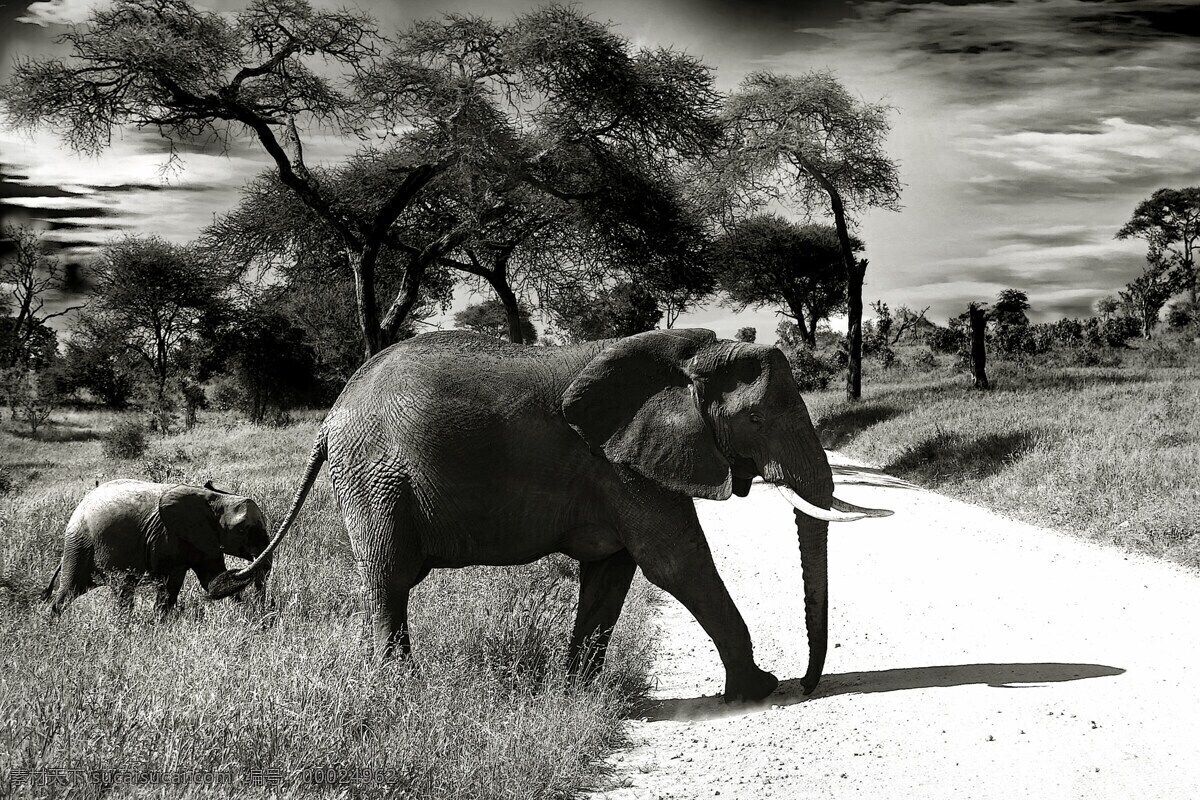 野生 动物园 小象 象 动物 荒野 国家公园 地点 非洲 野生动物园