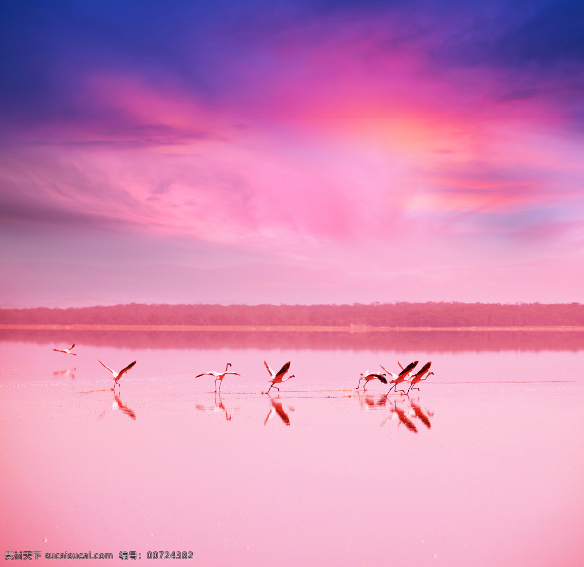 水面上的白鹤 水面 上 白鹤 动物 野生动物 夕阳风景 自然风景 飞禽 陆地动物 生物世界 粉色