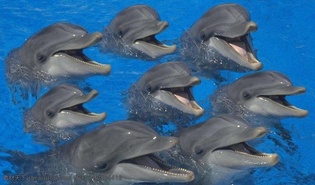 海洋馆 海豚群 深蓝 水中海豚 蓝色 海鲸 鲸鱼 可爱海豚 动物 梦幻 唯美 蓝色的水面 海 蓝色海洋 蓝天白云 梦幻海洋 梦幻海底世界 海洋世界 海底摄影 奇幻海底世界 唯美海底世界 海洋生物 海底世界 海豚插画 海豚表演 大海 海豚素材 海豚高清图 小海豚 海豚海报 卡通 生物世界