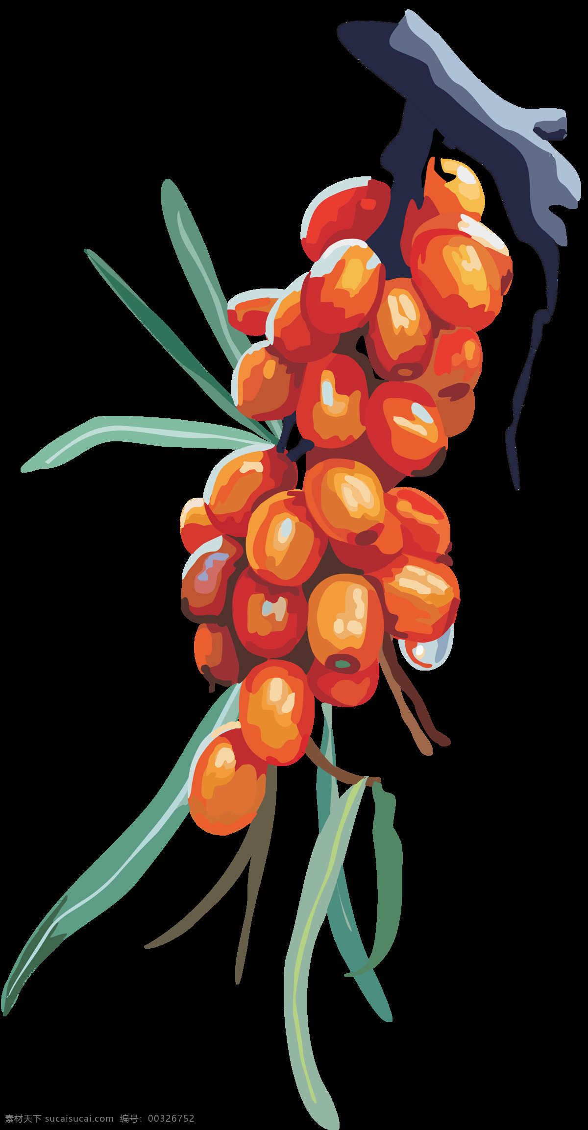 沙棘果 果实 黄果 野果 自然 原生态 设计素材 自然景观 自然风光 生活用品 生物世界 水果