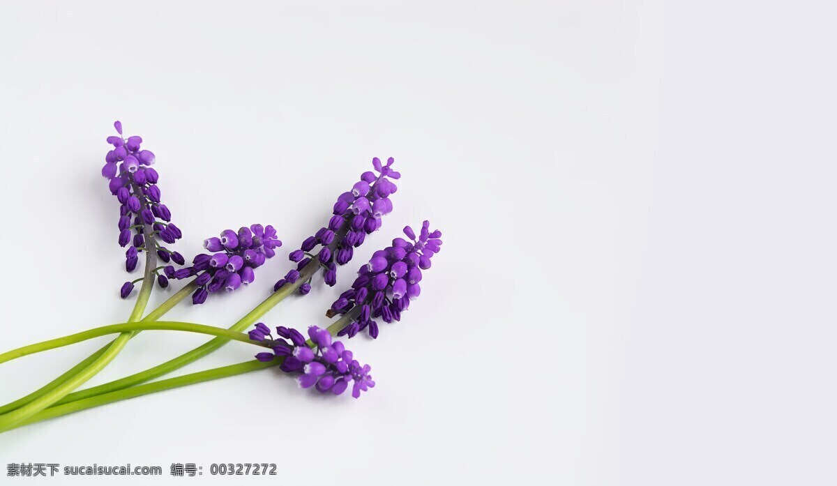 薰衣草 植物 花 花草 薰衣草特写 白色背景 生物世界