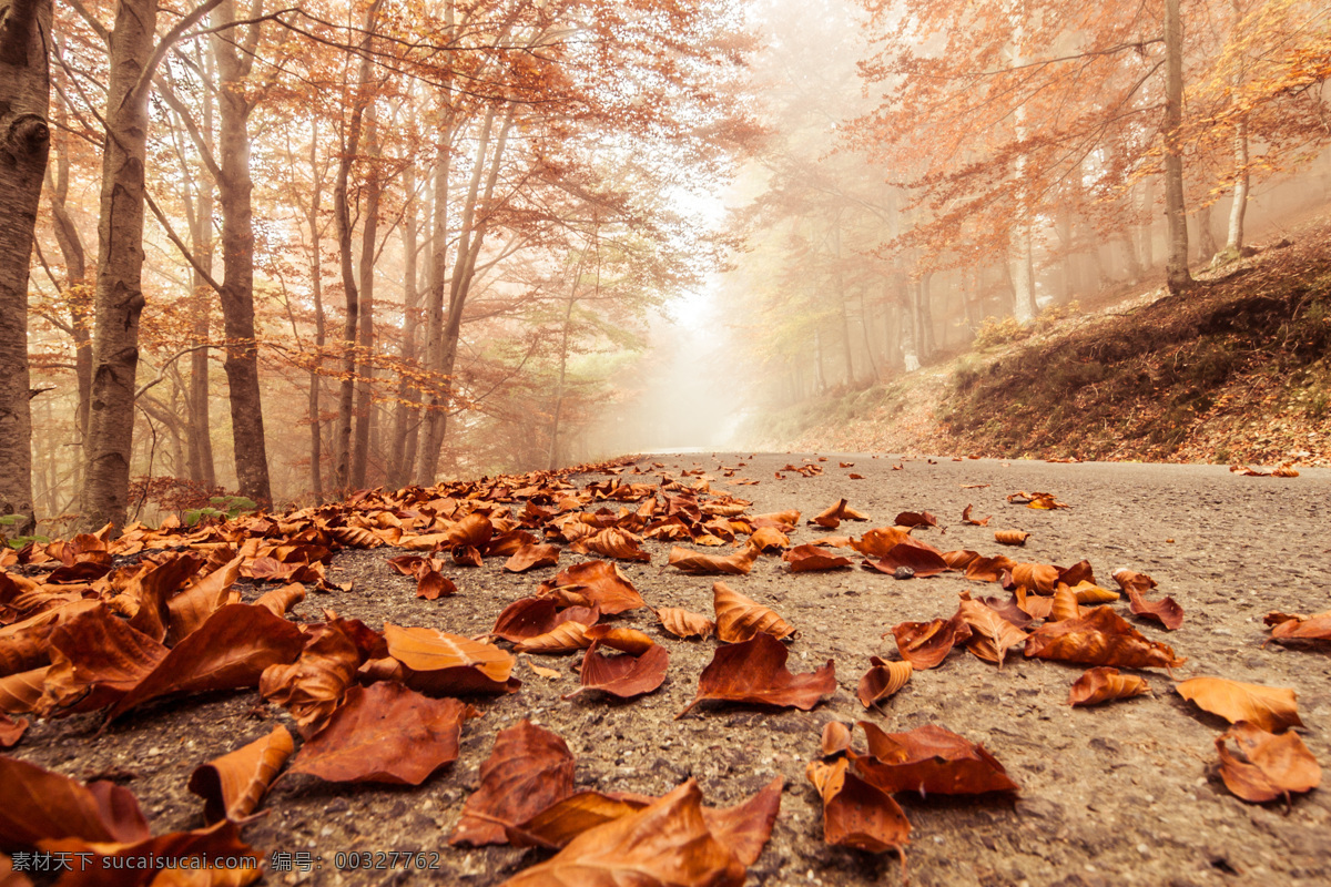 秋季 季节 风景摄影 落叶 红叶 树林 马路 上 红色 自然风景 自然景观 黑色